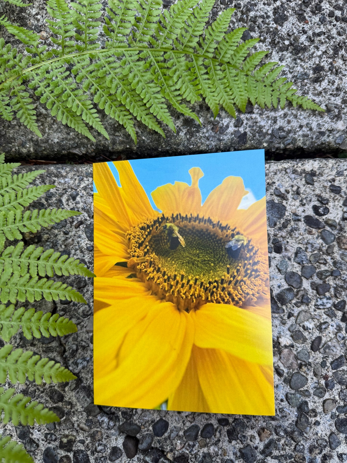 Dance of the Sun & Bees