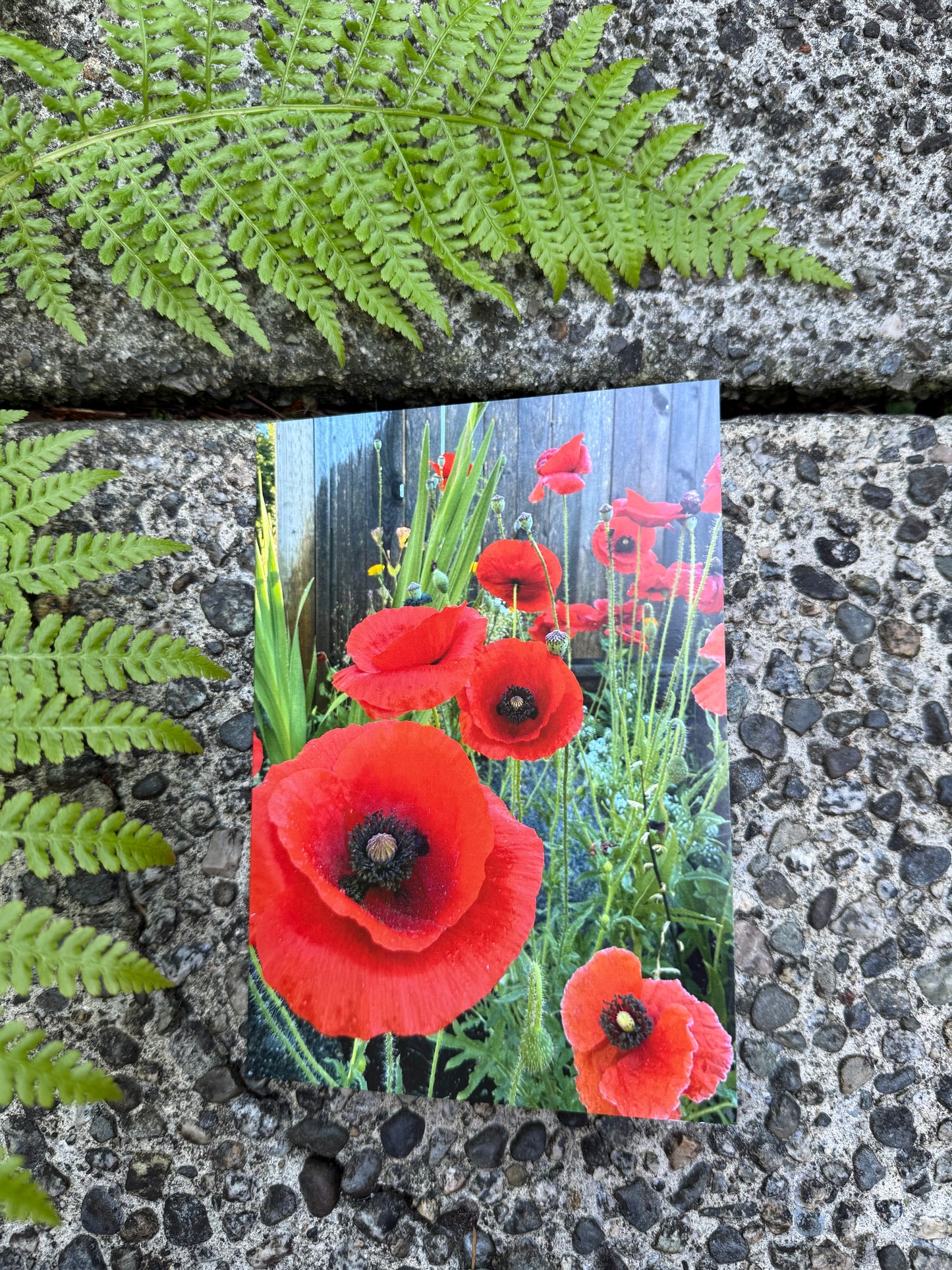 Poppies In Bloom