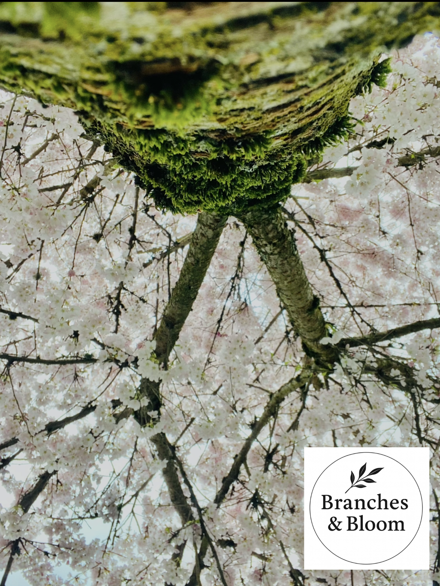Where Moss Meets Blossom