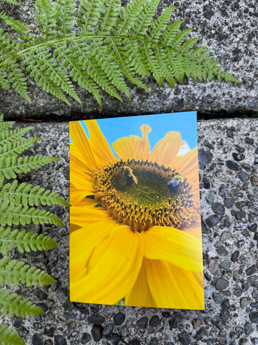 Dance of the Sun & Bees