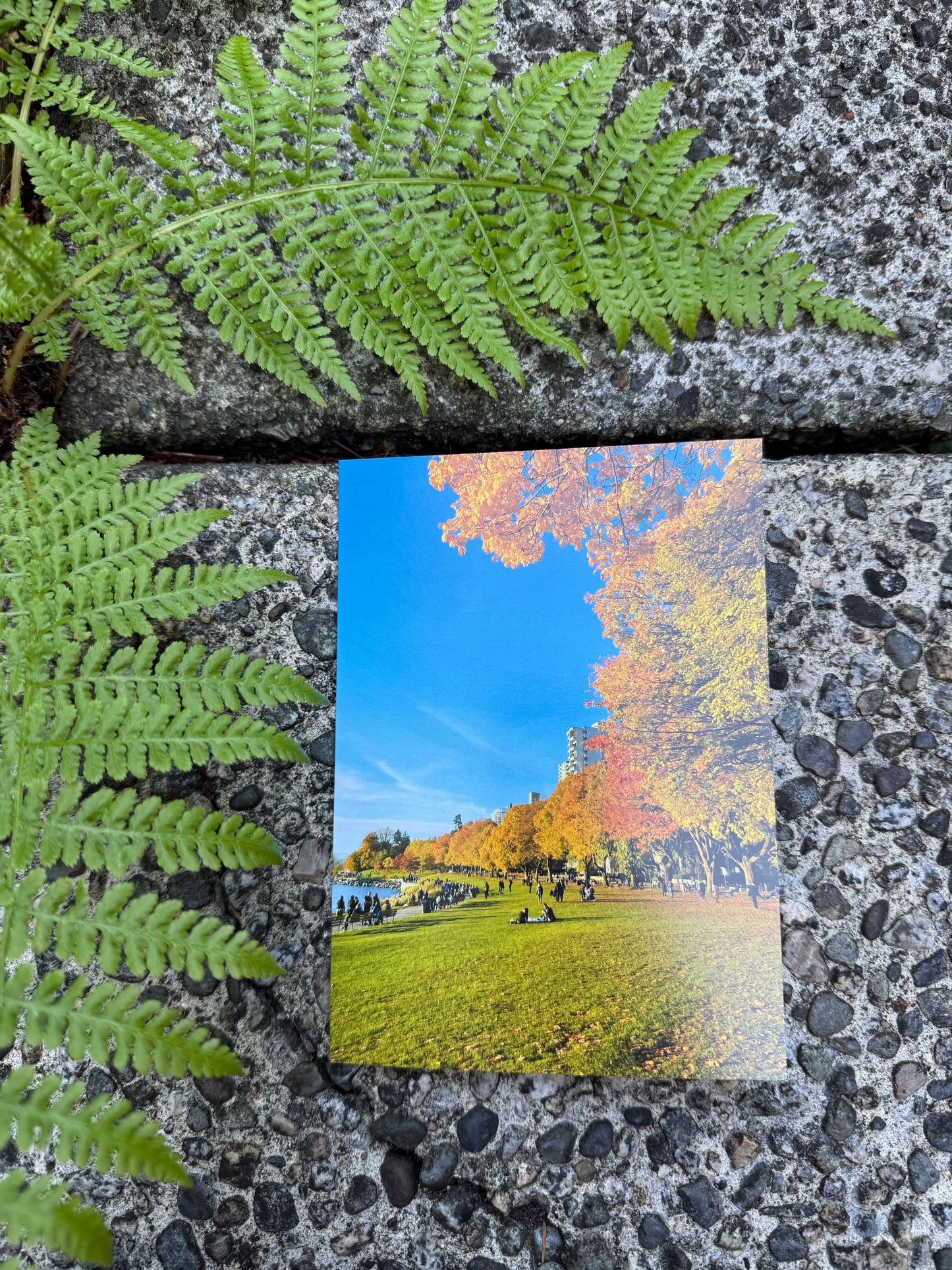 Golden Hour In The  Park