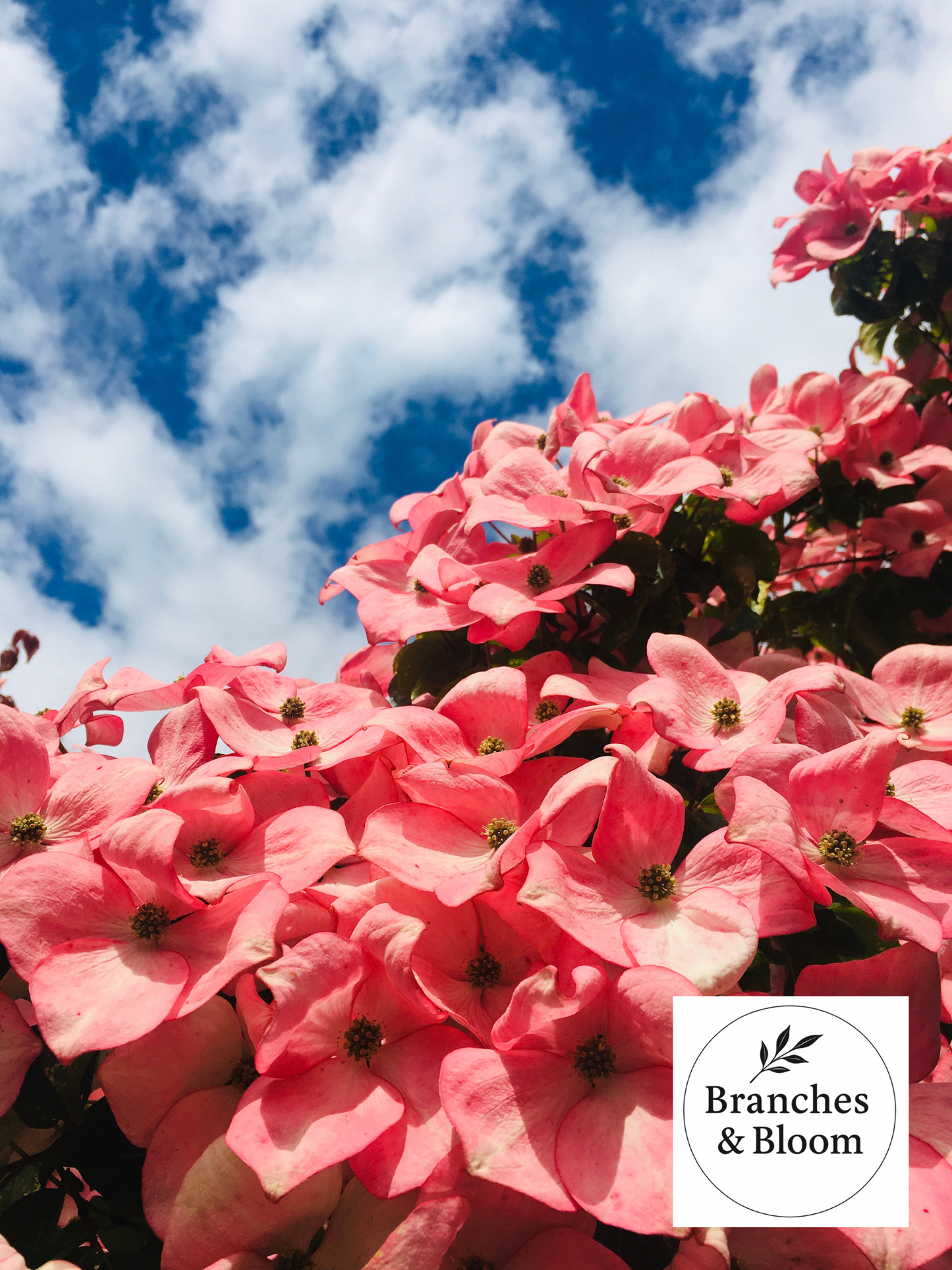 Where Petals Meet the Sky