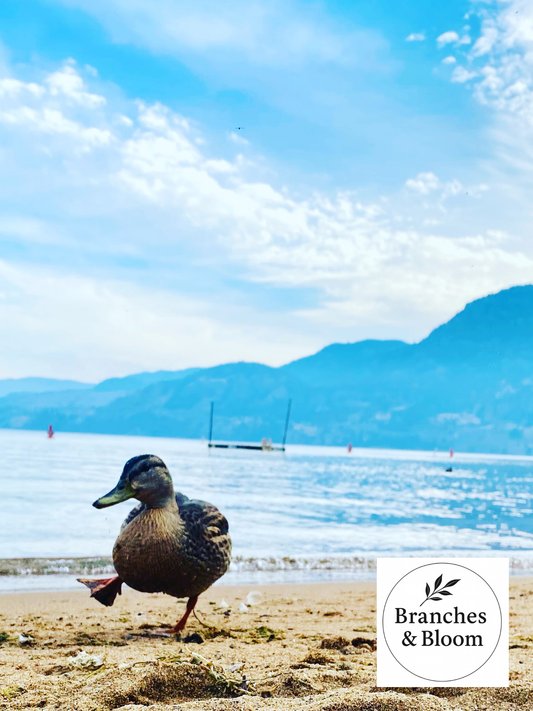 Just Waddling Through Summer