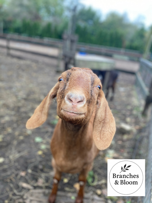 Unexpected Joy