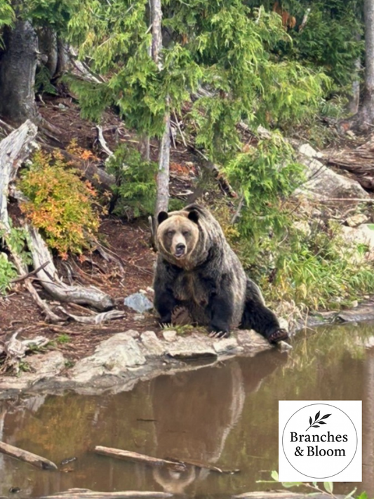 Where the Wild Pauses