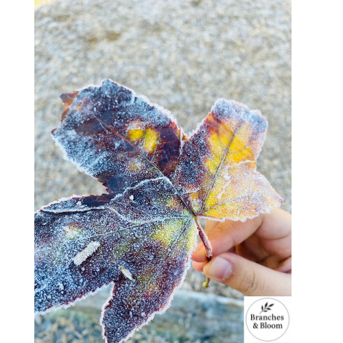 Frost Kissed Maple